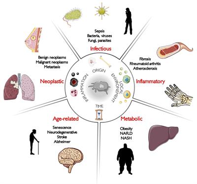 Non-genetic Heterogeneity of Macrophages in Diseases—A Medical Perspective